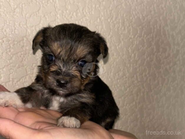 Yorkshire terrier puppy's for sale in Leicester, Leicestershire - Image 4