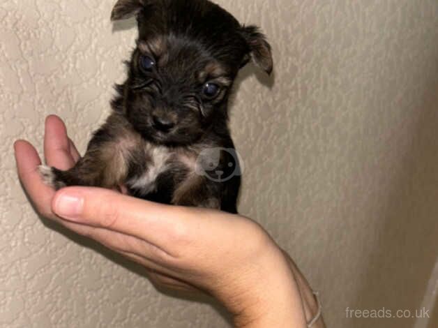 Yorkshire terrier puppy's for sale in Leicester, Leicestershire - Image 5