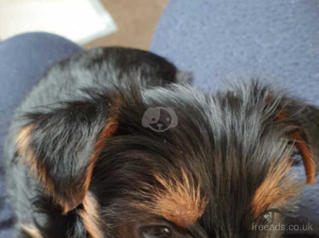 Yorkshire terrier puppys for sale in Manchester, Greater Manchester - Image 1