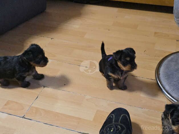 Yorkshire terrier puppys for sale in Manchester, Greater Manchester - Image 2