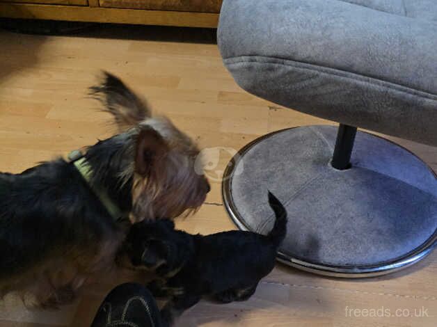 Yorkshire terrier puppys for sale in Manchester, Greater Manchester - Image 3