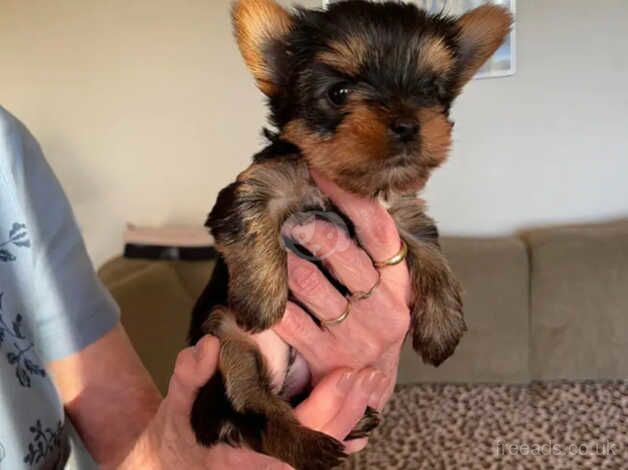 Yorkshire terrier puppy's for sale in Norwich, Norfolk - Image 1