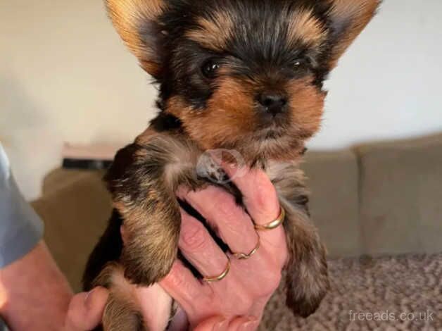 Yorkshire terrier puppy's for sale in Norwich, Norfolk - Image 2