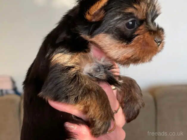 Yorkshire terrier puppy's for sale in Norwich, Norfolk - Image 3