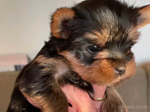 Yorkshire terrier puppy's for sale in Norwich, Norfolk - Image 4