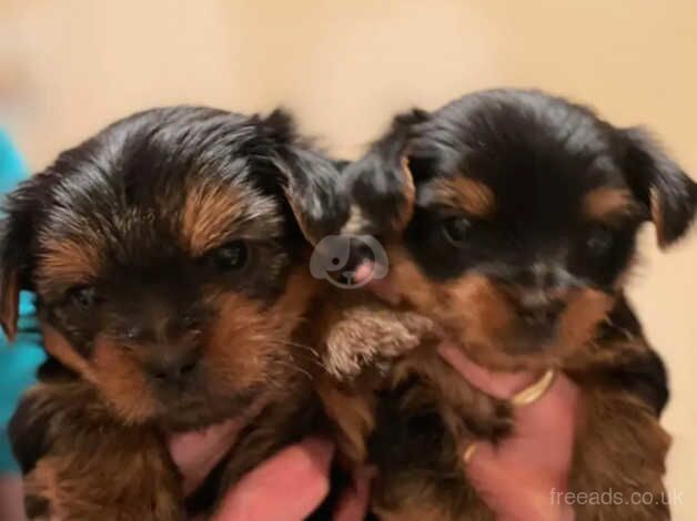 Yorkshire terrier puppy's for sale in Norwich, Norfolk - Image 5