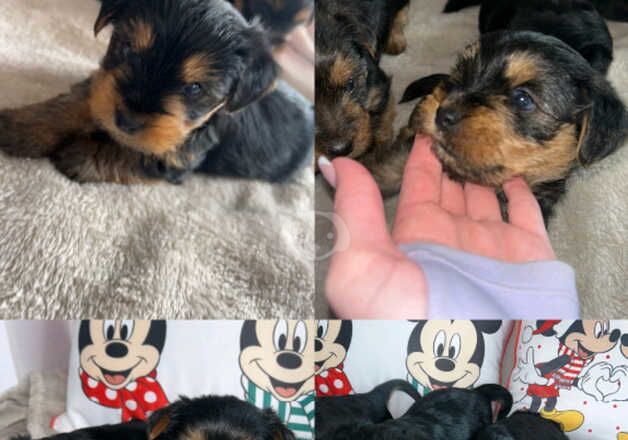 Yorkshire terrier puppy's for sale in Bermondsey, Southwark, Greater London