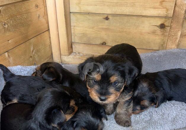 Yorkshire terrier puppy's for sale in Bermondsey, Southwark, Greater London - Image 2