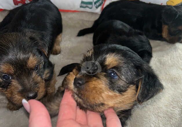 Yorkshire terrier puppy's for sale in Bermondsey, Southwark, Greater London - Image 3