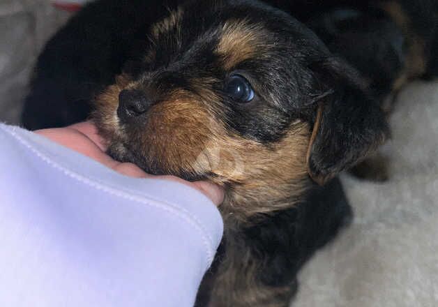 Yorkshire terrier puppy's for sale in Bermondsey, Southwark, Greater London - Image 4