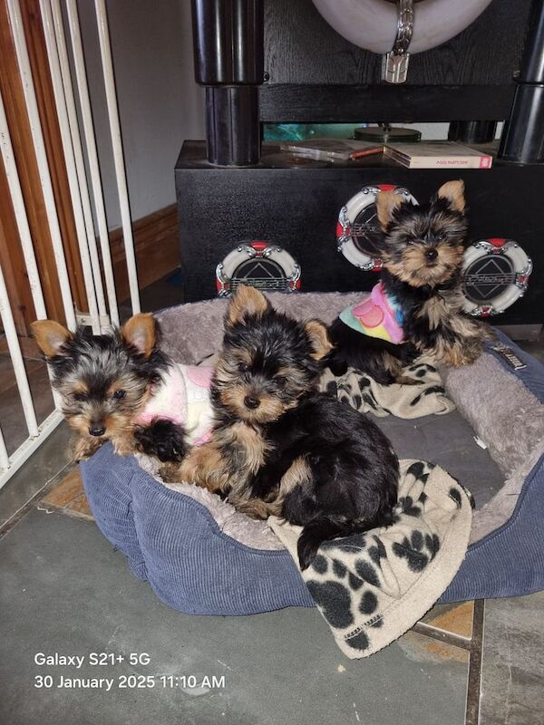 Yorkshire terrier pups for sale in Londonderry, County Londonderry