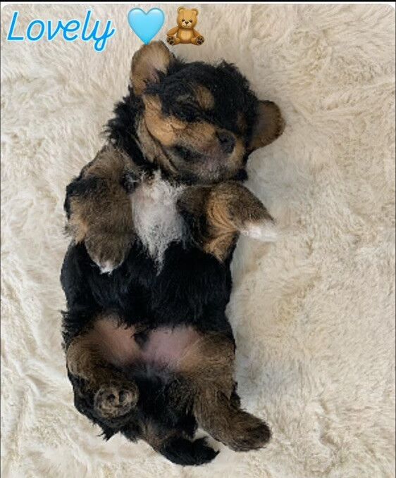 Yorkshire terrier pups for sale in Cold Norton, Essex