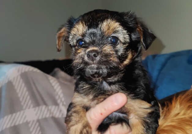 Yorkshire terrier pups for sale in Wakefield, West Yorkshire