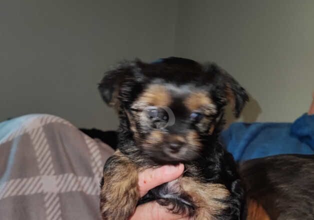 Yorkshire terrier pups for sale in Wakefield, West Yorkshire - Image 2