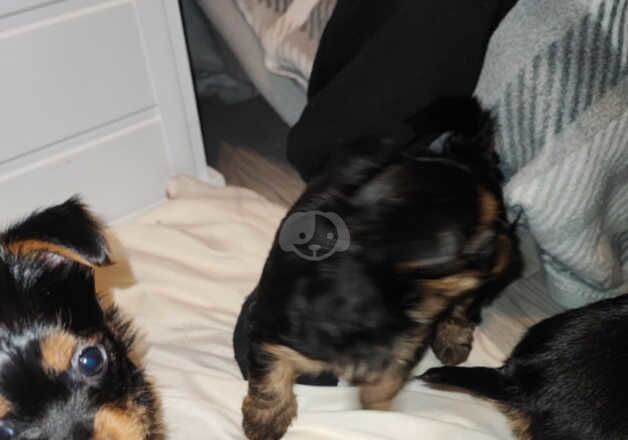 Yorkshire terrier pups for sale in Wakefield, West Yorkshire - Image 3