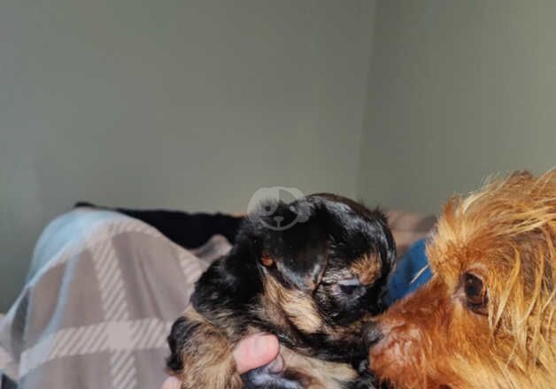 Yorkshire terrier pups for sale in Wakefield, West Yorkshire - Image 5