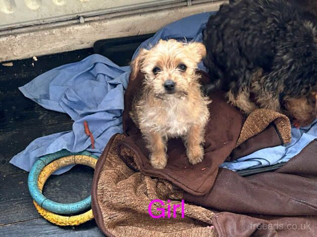 Yorkshire terrier pups for sale in Halifax, West Yorkshire - Image 1