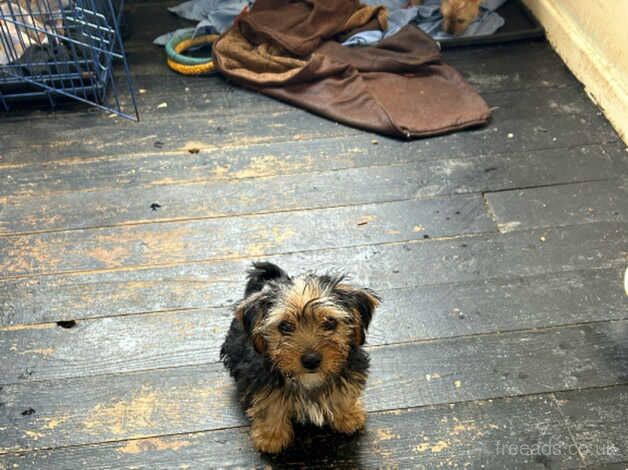 Yorkshire terrier pups for sale in Halifax, West Yorkshire - Image 3