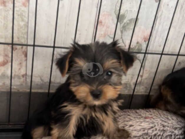 Yorkshire terrier pups for sale in Manchester, Greater Manchester