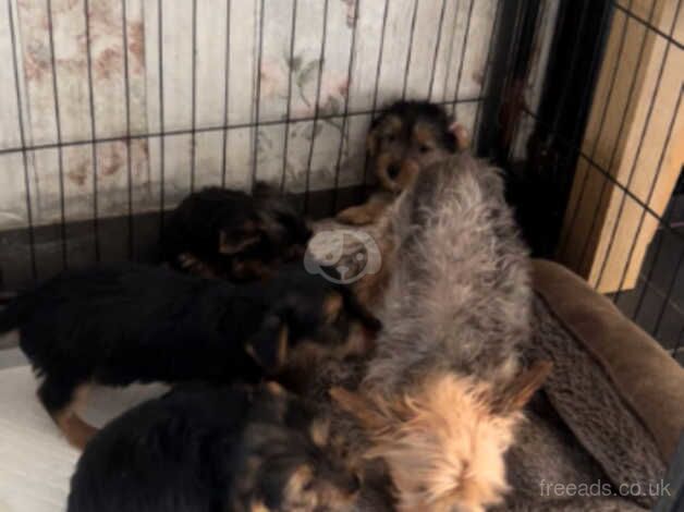 Yorkshire terrier pups for sale in Manchester, Greater Manchester - Image 2