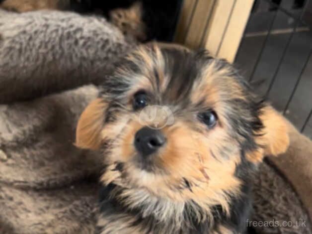 Yorkshire terrier pups for sale in Manchester, Greater Manchester - Image 3