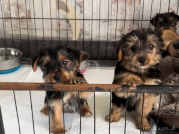 Yorkshire terrier pups for sale in Manchester, Greater Manchester - Image 4