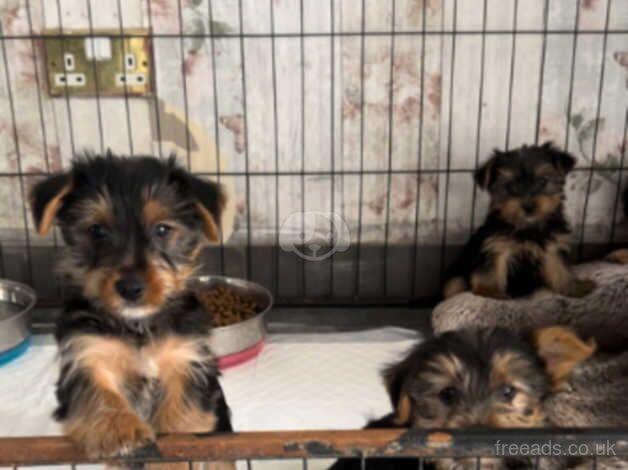 Yorkshire terrier pups for sale in Manchester, Greater Manchester - Image 5