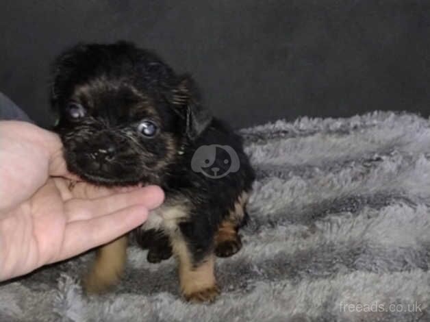 Yorkshire terrier pups. for sale in Nelson, Lancashire