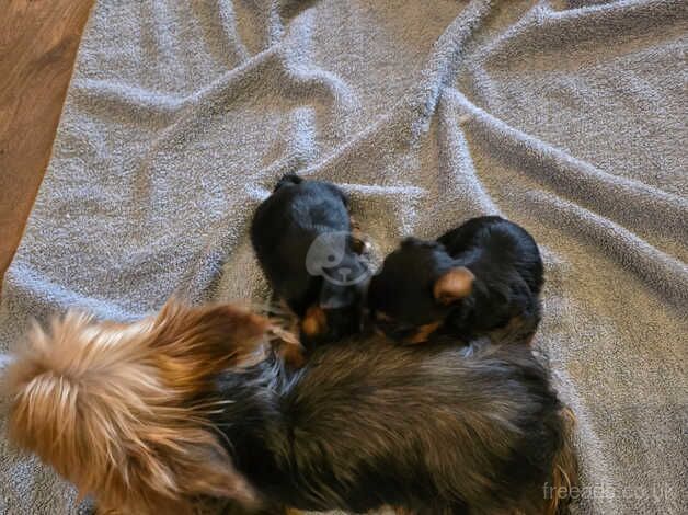 Yorkshire terrier pups for sale in Worksop, Nottinghamshire - Image 1