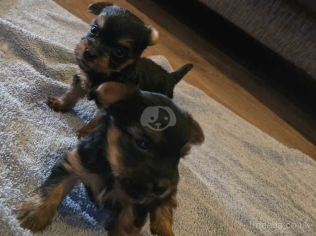 Yorkshire terrier pups for sale in Worksop, Nottinghamshire - Image 2