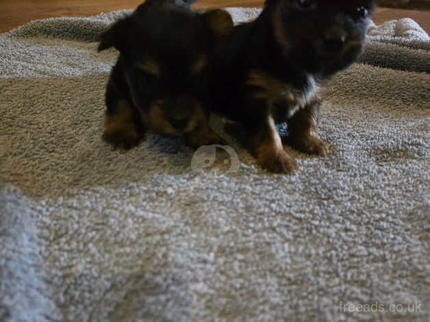 Yorkshire terrier pups for sale in Worksop, Nottinghamshire - Image 3