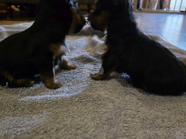 Yorkshire terrier pups for sale in Worksop, Nottinghamshire - Image 4