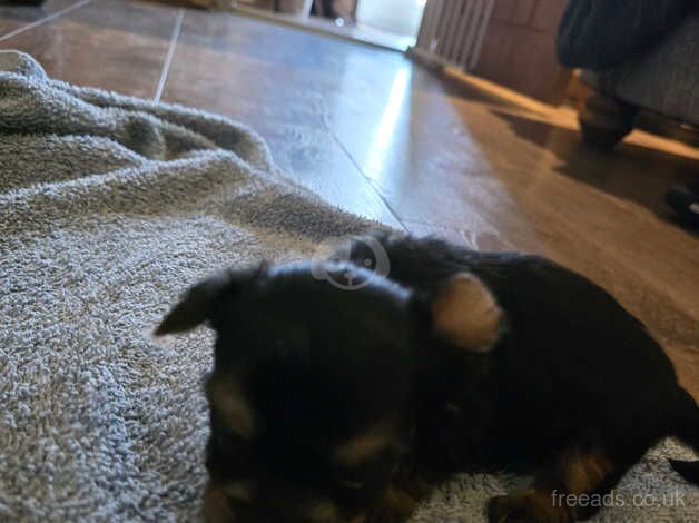 Yorkshire terrier pups for sale in Worksop, Nottinghamshire - Image 5