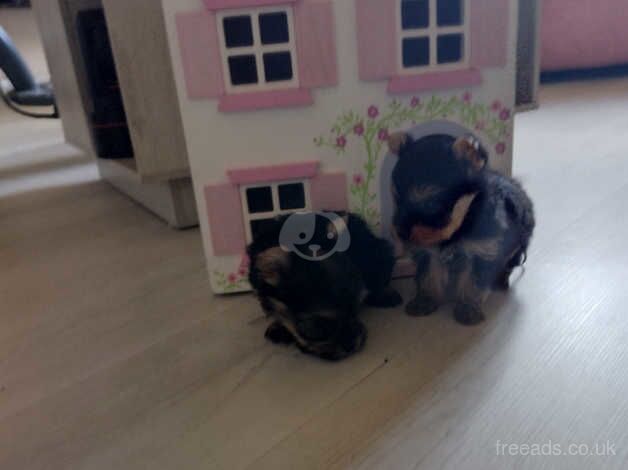 Yorkshire terrier tea cup puppies for sale in Lancing, West Sussex - Image 3