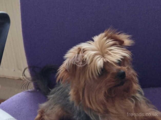 Yorkshire terrier teacup for sale in Ealing, Ealing, Greater London - Image 2