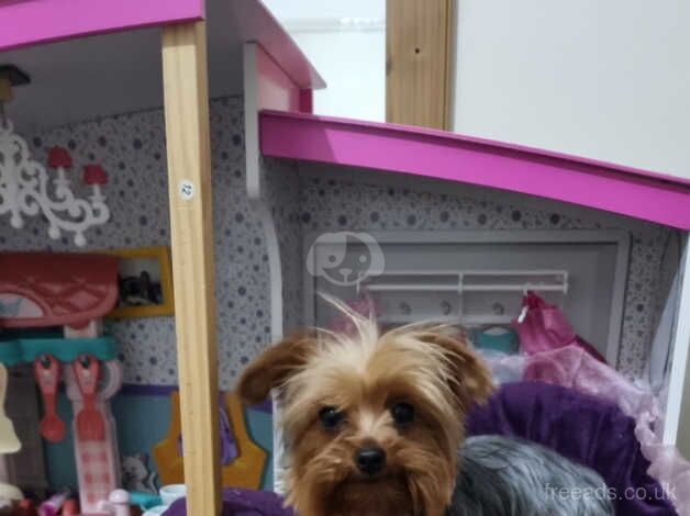 Yorkshire terrier teacup for sale in Ealing, Ealing, Greater London