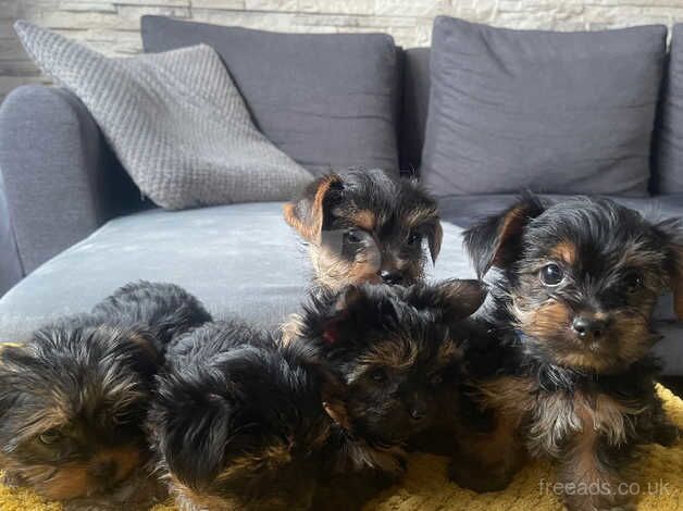 Yorkshire Terrier Tiny Puppies for sale in Spalding, Lincolnshire