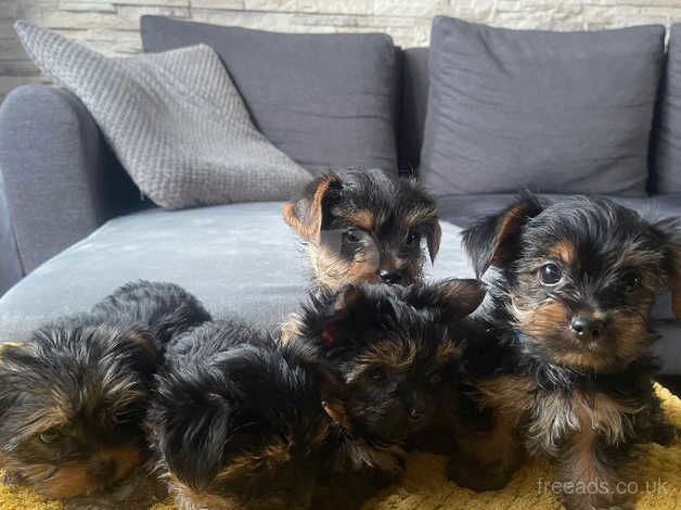 Yorkshire Terrier Tiny Puppies for sale in Spalding, Lincolnshire - Image 1