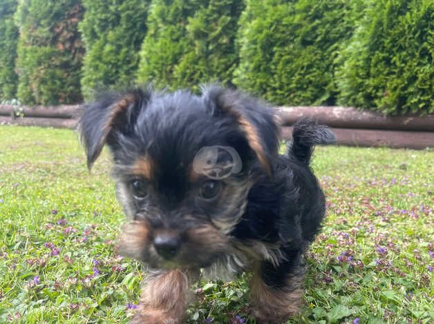 Yorkshire Terrier Tiny Puppies for sale in Spalding, Lincolnshire - Image 2