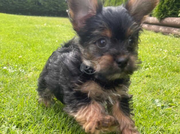 Yorkshire Terrier Tiny Puppies for sale in Spalding, Lincolnshire - Image 3