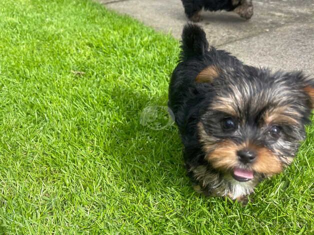 Yorkshire Terrier Tiny Puppies for sale in Spalding, Lincolnshire - Image 4