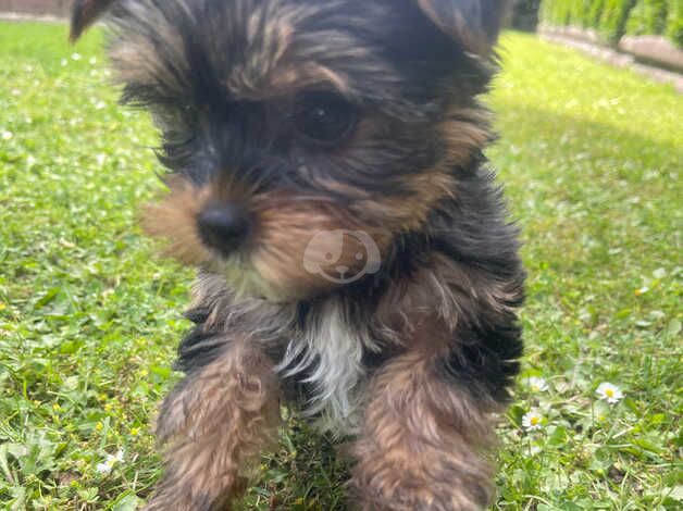 Yorkshire Terrier Tiny Puppies for sale in Spalding, Lincolnshire - Image 5