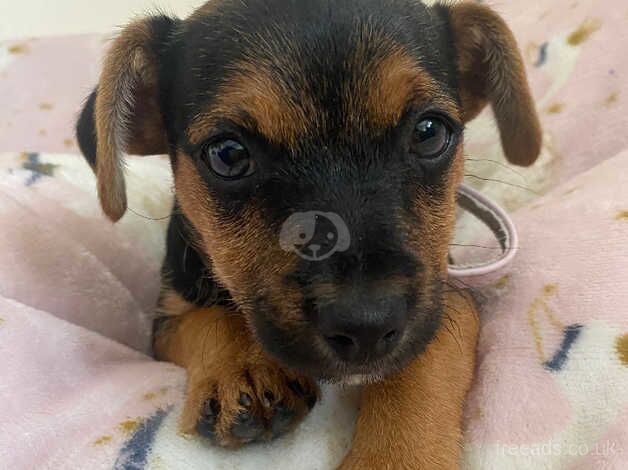 Yorkshire terrier x chihuahua for sale in Llanelli, Carmarthenshire