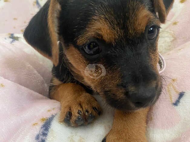 Yorkshire terrier x chihuahua for sale in Llanelli, Carmarthenshire - Image 3