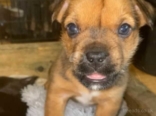 Yorkshire Terrier x Pocket bulldog puppies for sale in Stockport, Greater Manchester