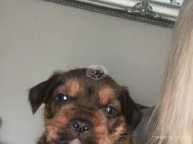 Yorkshire Terrier x Pocket bulldog puppies for sale in Stockport, Greater Manchester - Image 2