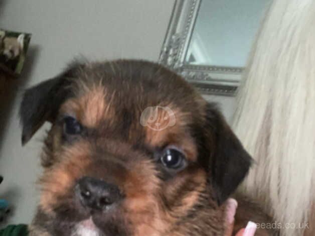 Yorkshire Terrier x Pocket bulldog puppies for sale in Stockport, Greater Manchester - Image 4