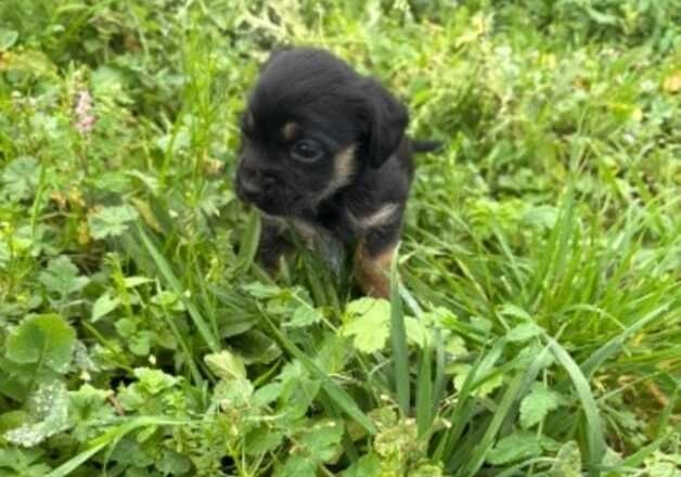 Yorkshire terrier x pug for sale in Tonbridge, Kent