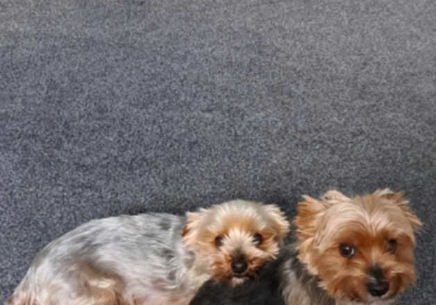 Yorkshire terrier x2 for sale in Llanrwst, Conwy