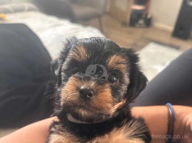 yorkshire terriers 3 boys for sale in Coventry, West Midlands